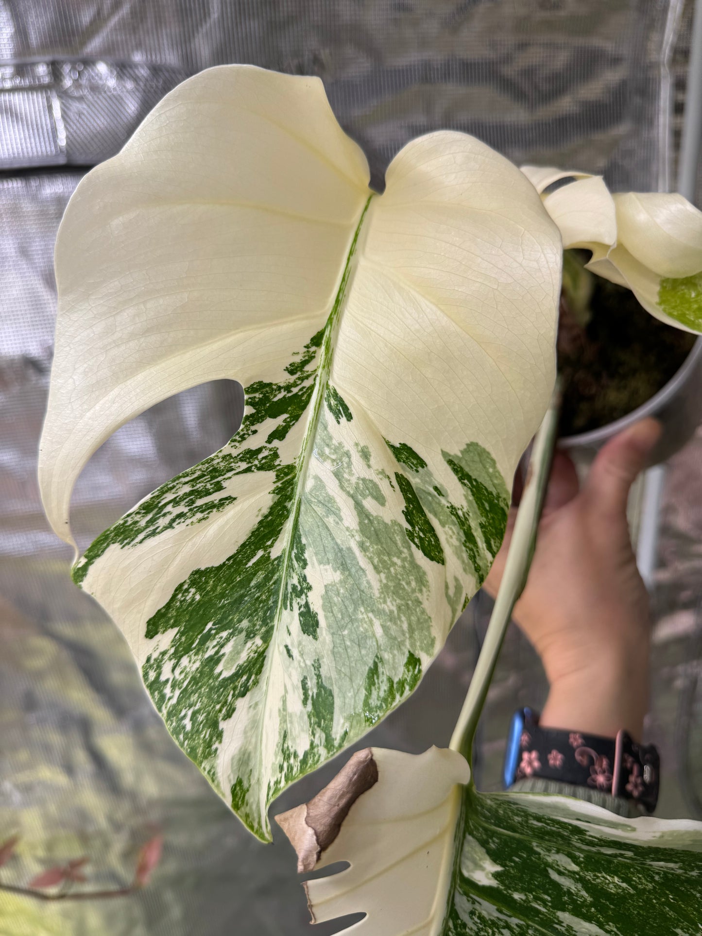 *EXACT PLANT* Monstera deliciosa "Albo”