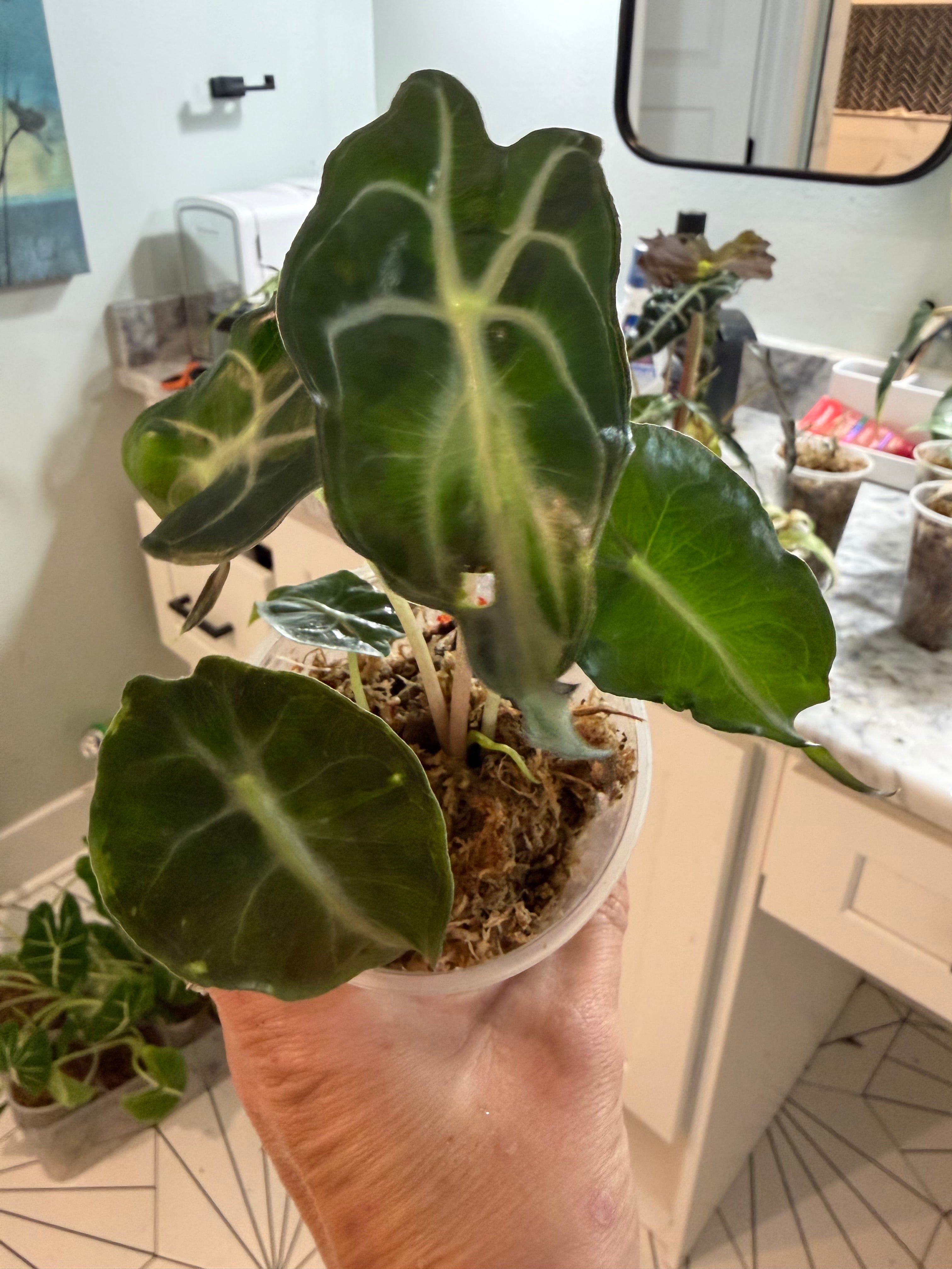R*k様 MS214 5株セット Alocasia Venom アロカシア・ヴェ Alocasia