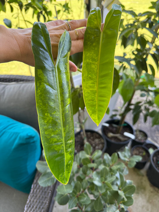 Exact plant* Philodendron Billietiae (Billie) Variegated
