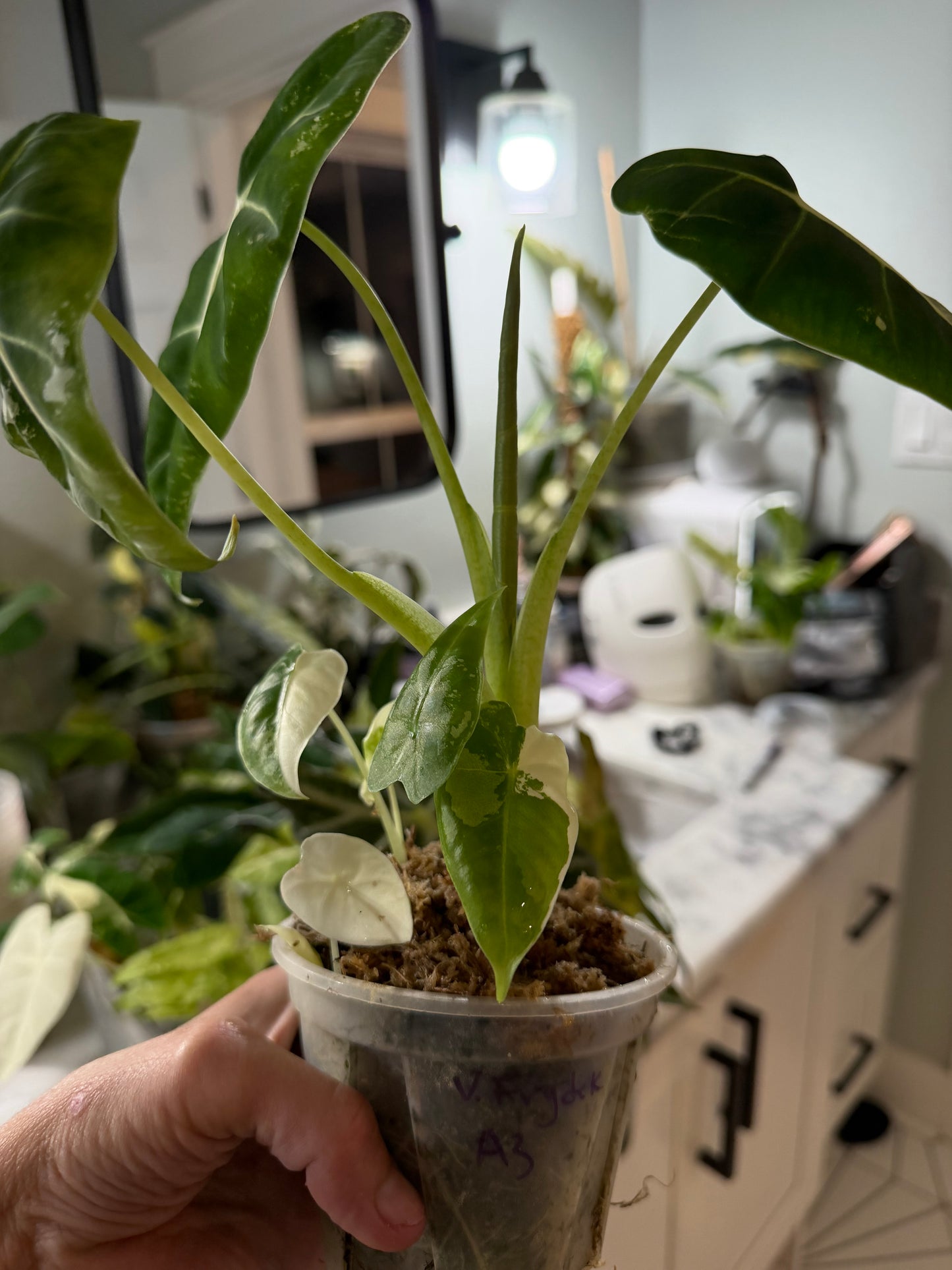 *EXACT PLANT* Variegated Frydek Alocasia Corming size