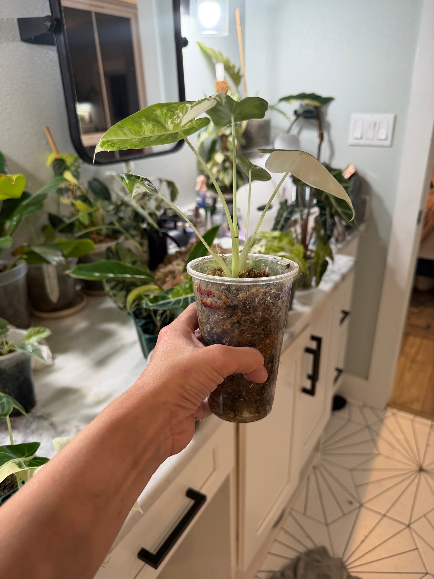 *EXACT PLANT* Variegated Frydek