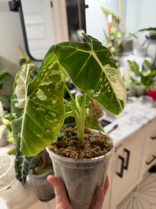 *EXACT PLANT* Variegated Frydek Alocasia Corming size