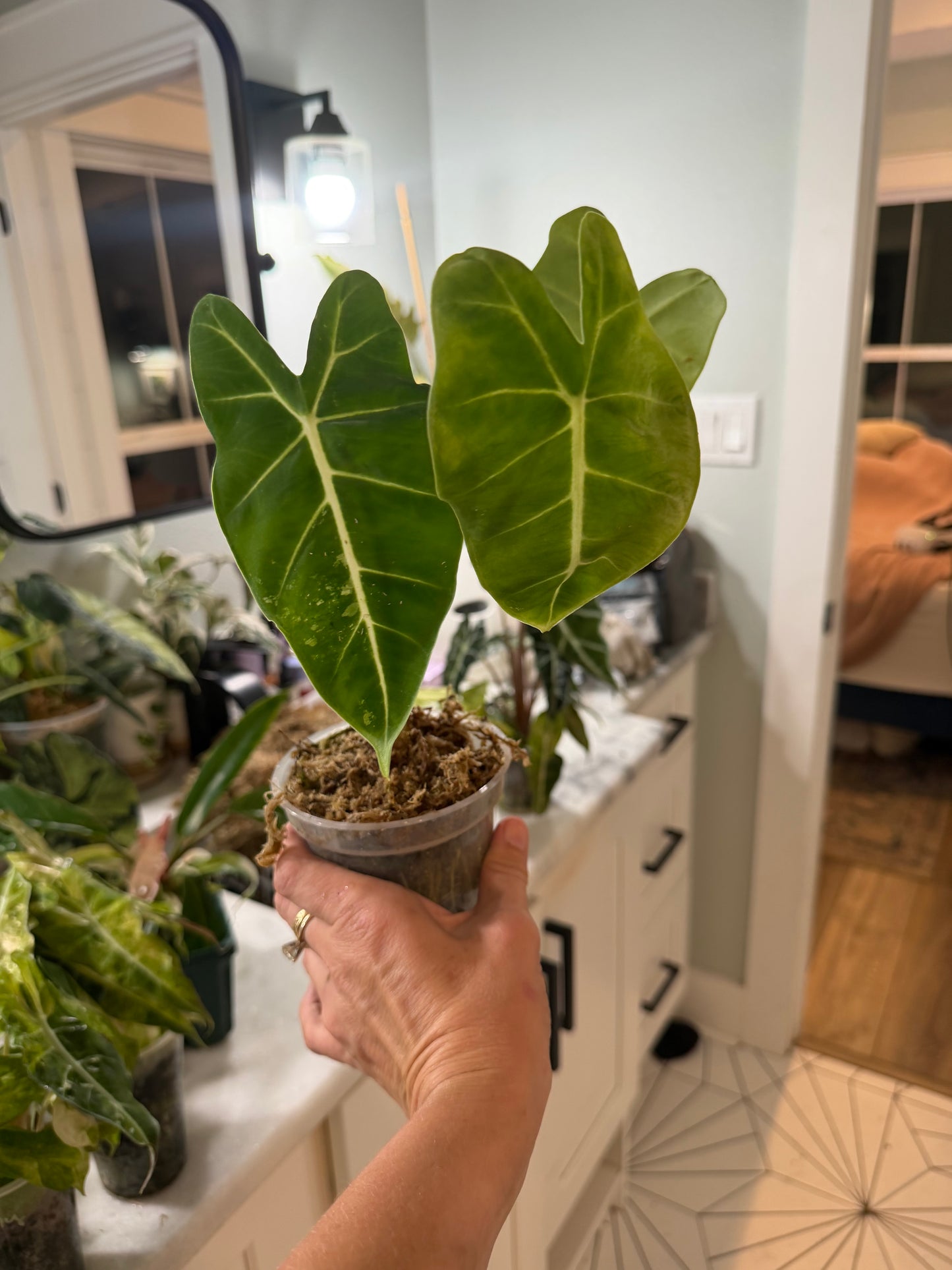 *EXACT PLANT* Frydek Alocasia Corming size