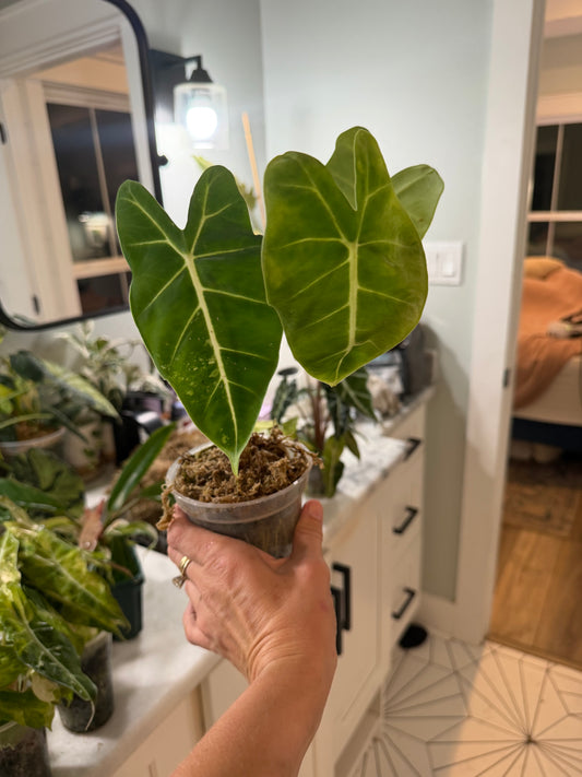 *EXACT PLANT* Frydek Alocasia Corming size