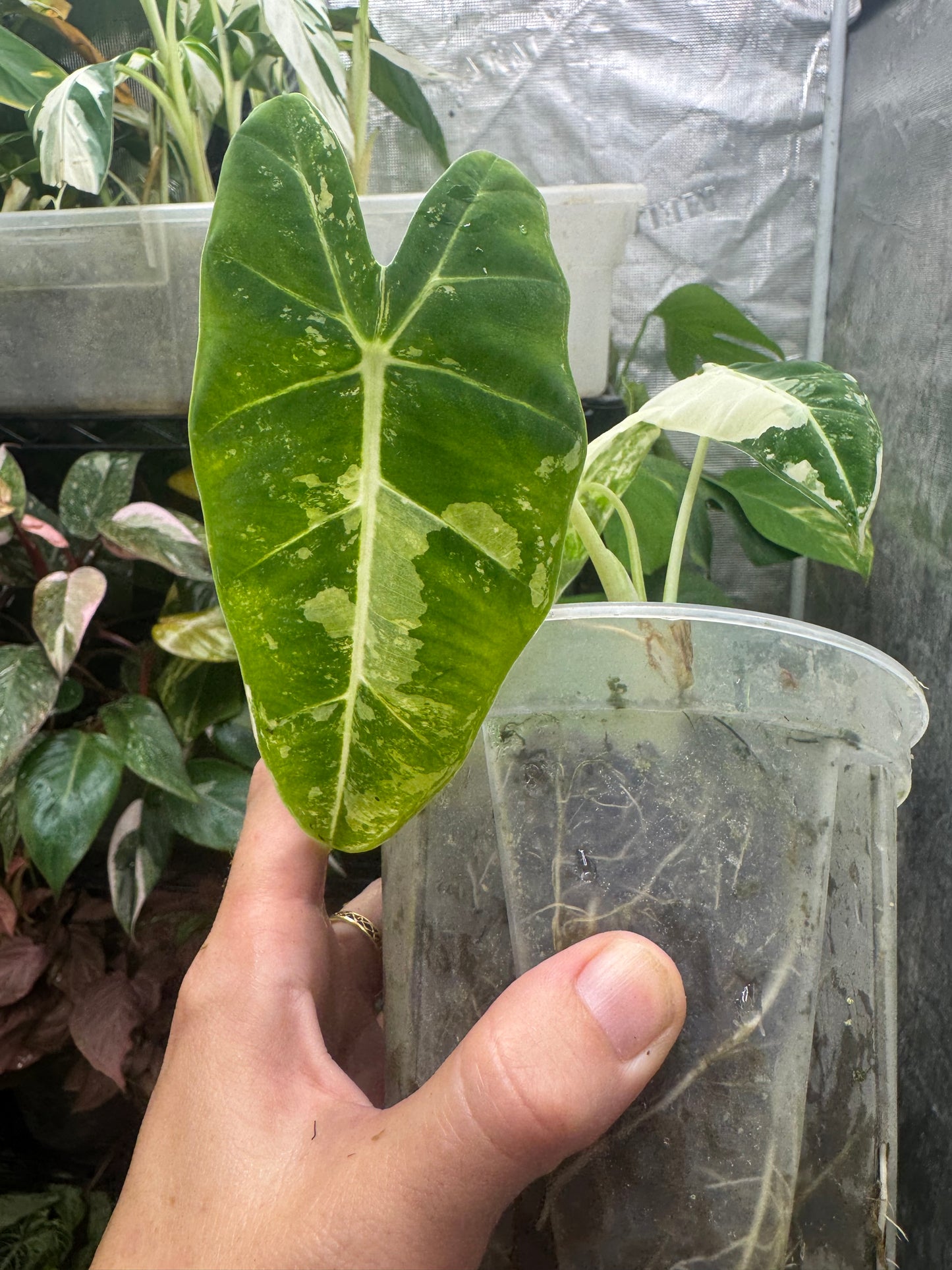 *EXACT PLANT* Variegated Frydek Alocasia Corming size