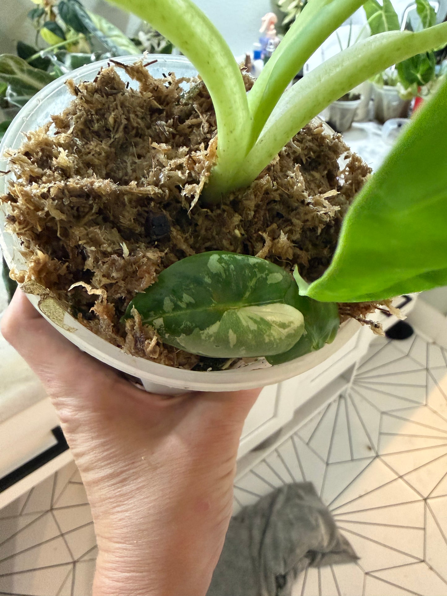 *EXACT PLANT* Variegated Frydek Alocasia Corming size