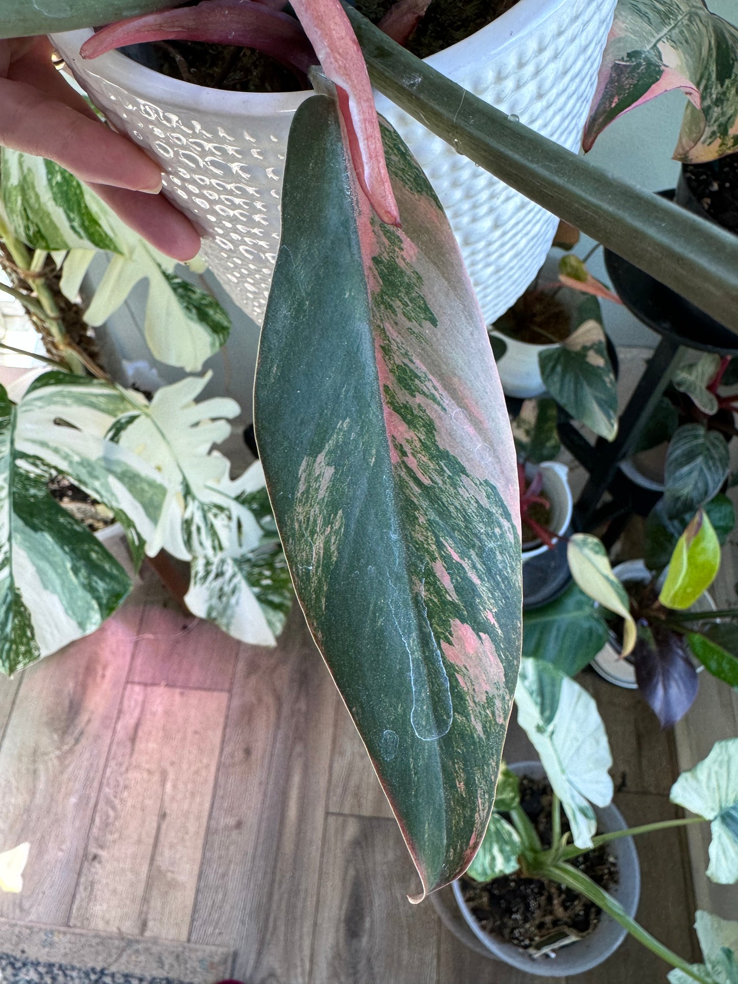 Caramel Marble Philodendron