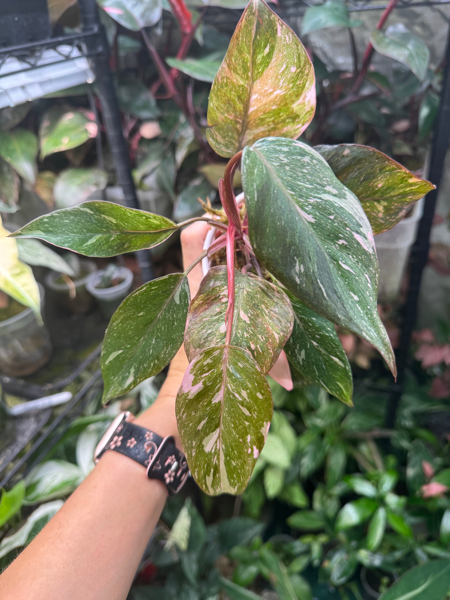 Pink Princess Philodendron MARBLED *EXACT PLANT*