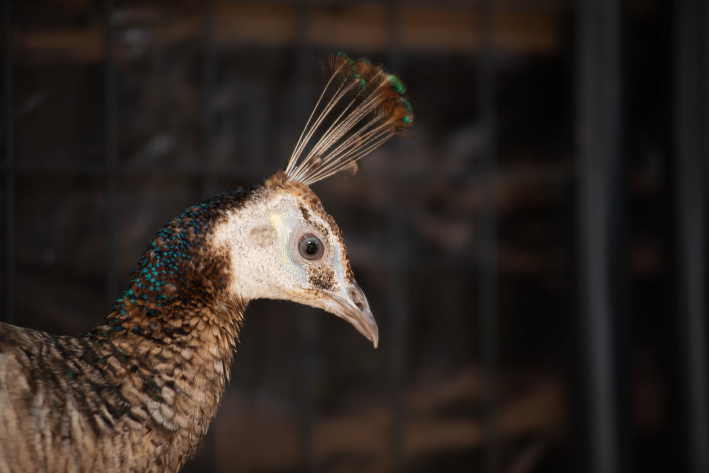 PURPLE Peafowl Hatching Eggs
