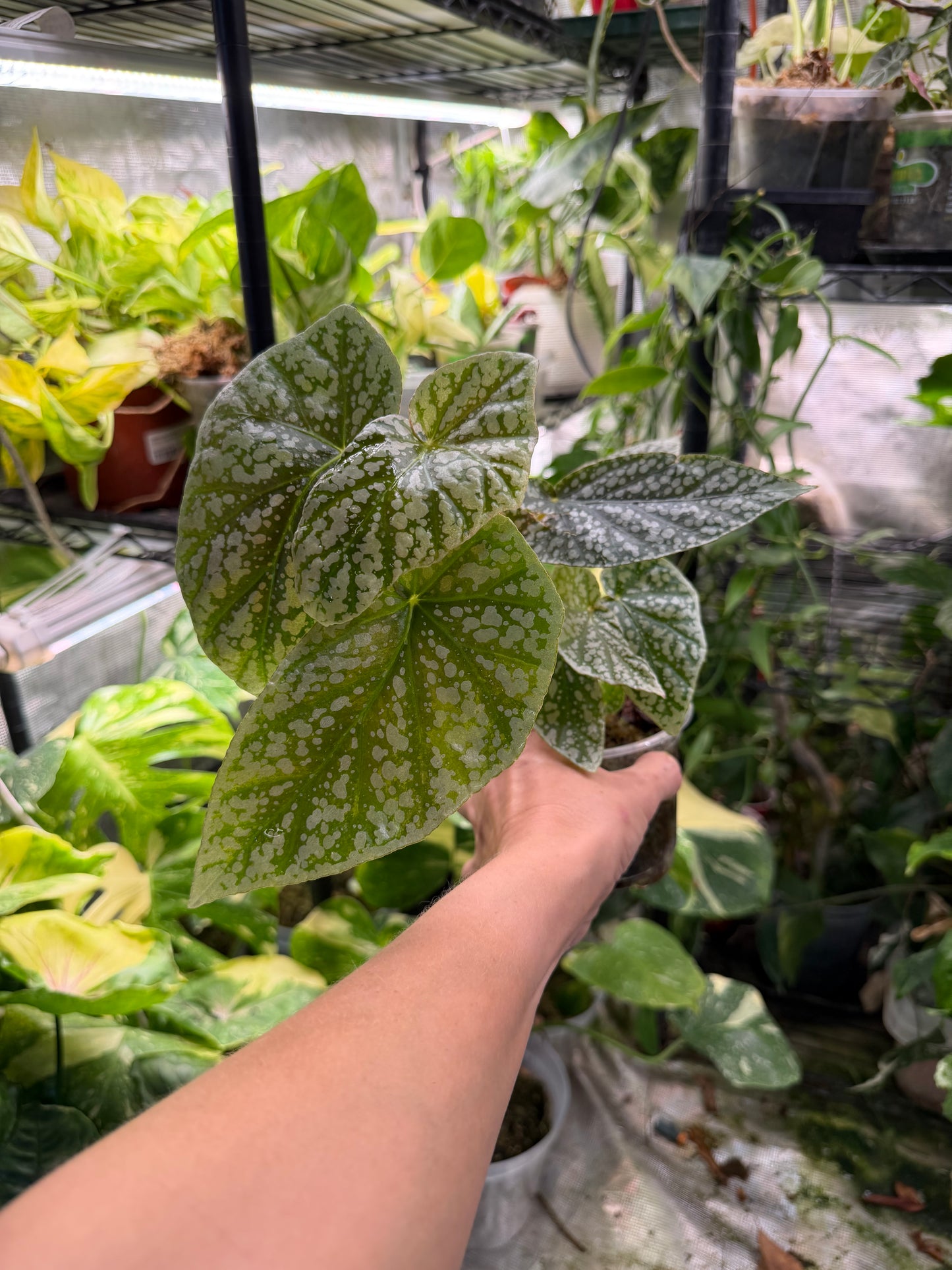 Pink Angel wing Begonia maculata