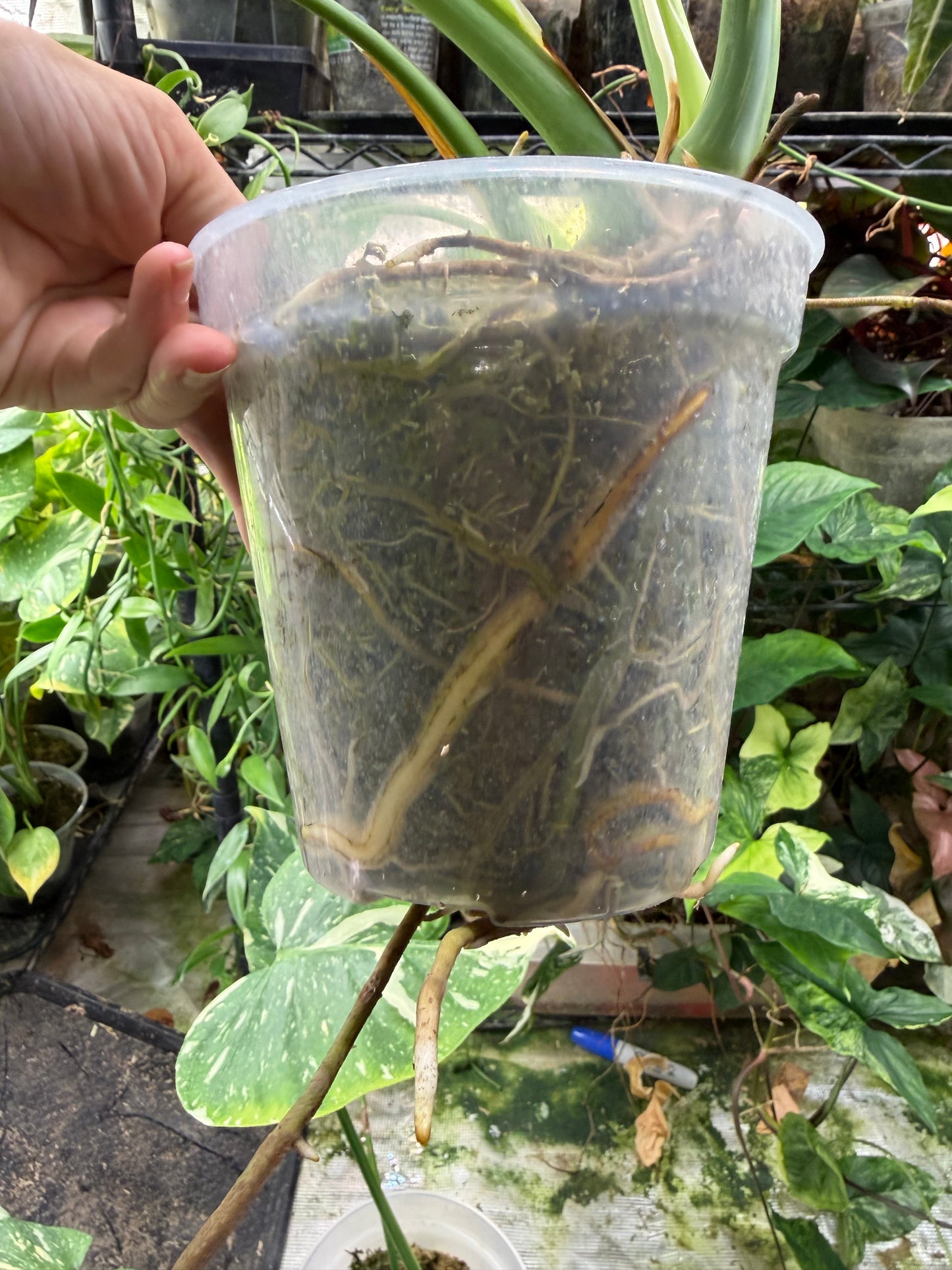 *EXACT PLANT* Monstera deliciosa "Thai Constellation”