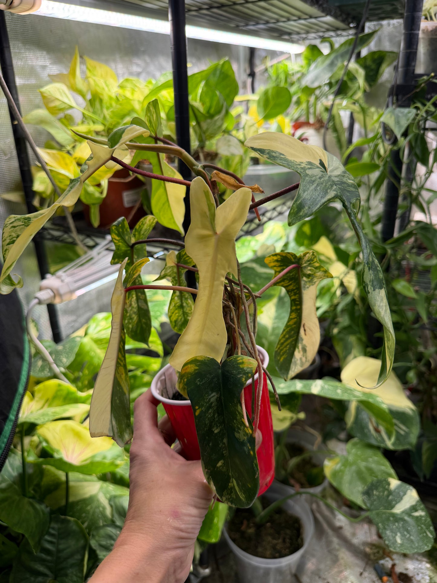 *EXACT PLANT* Florida Beauty Philodendron Variegated