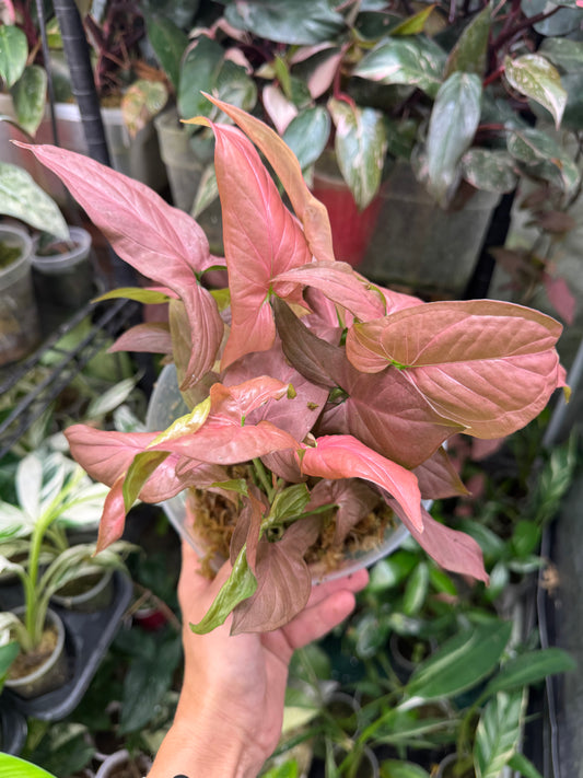 *EXACT PLANT* Syngonium Pink Perfection