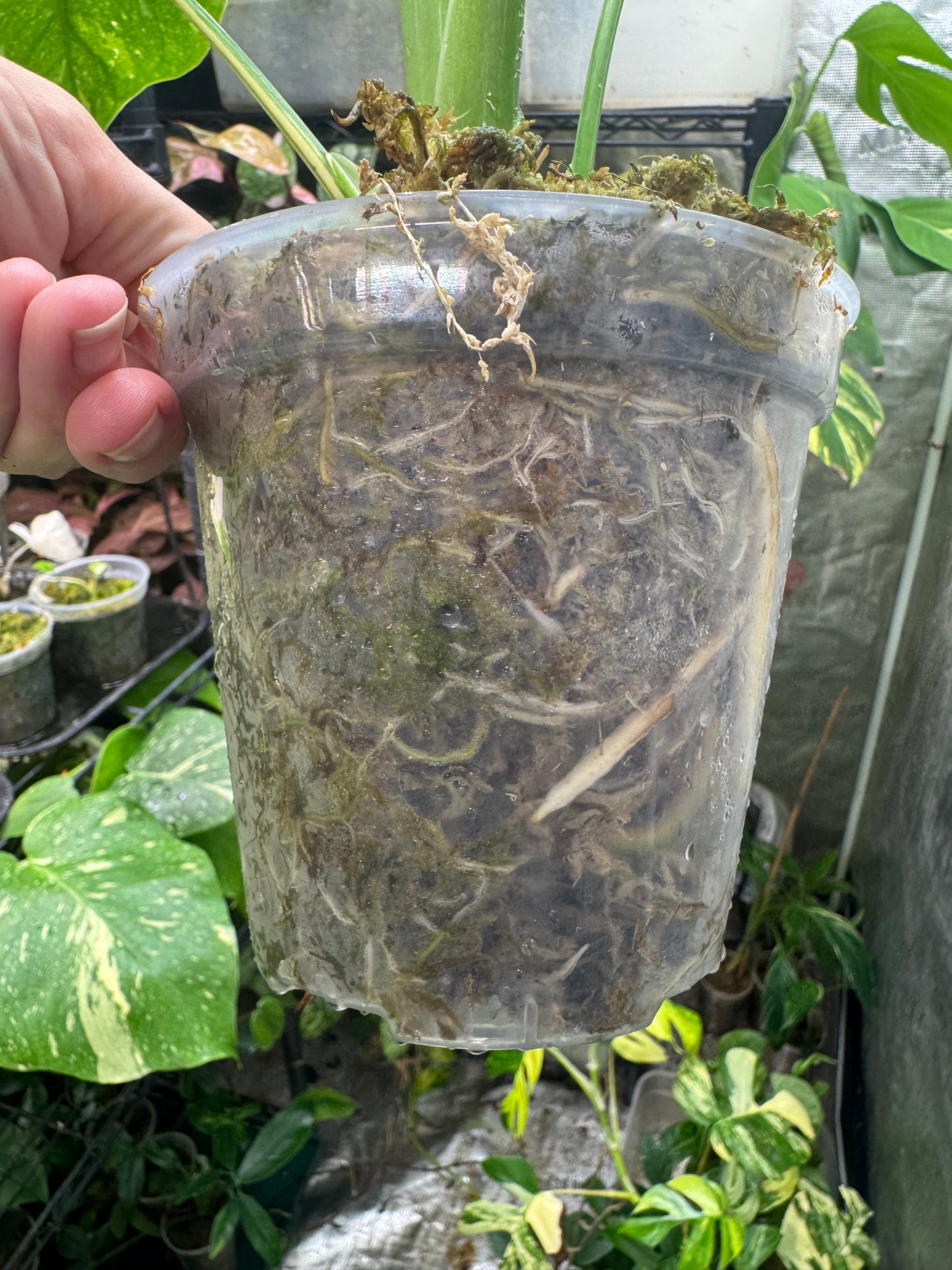 *EXACT PLANT* Monstera deliciosa "Thai Constellation”