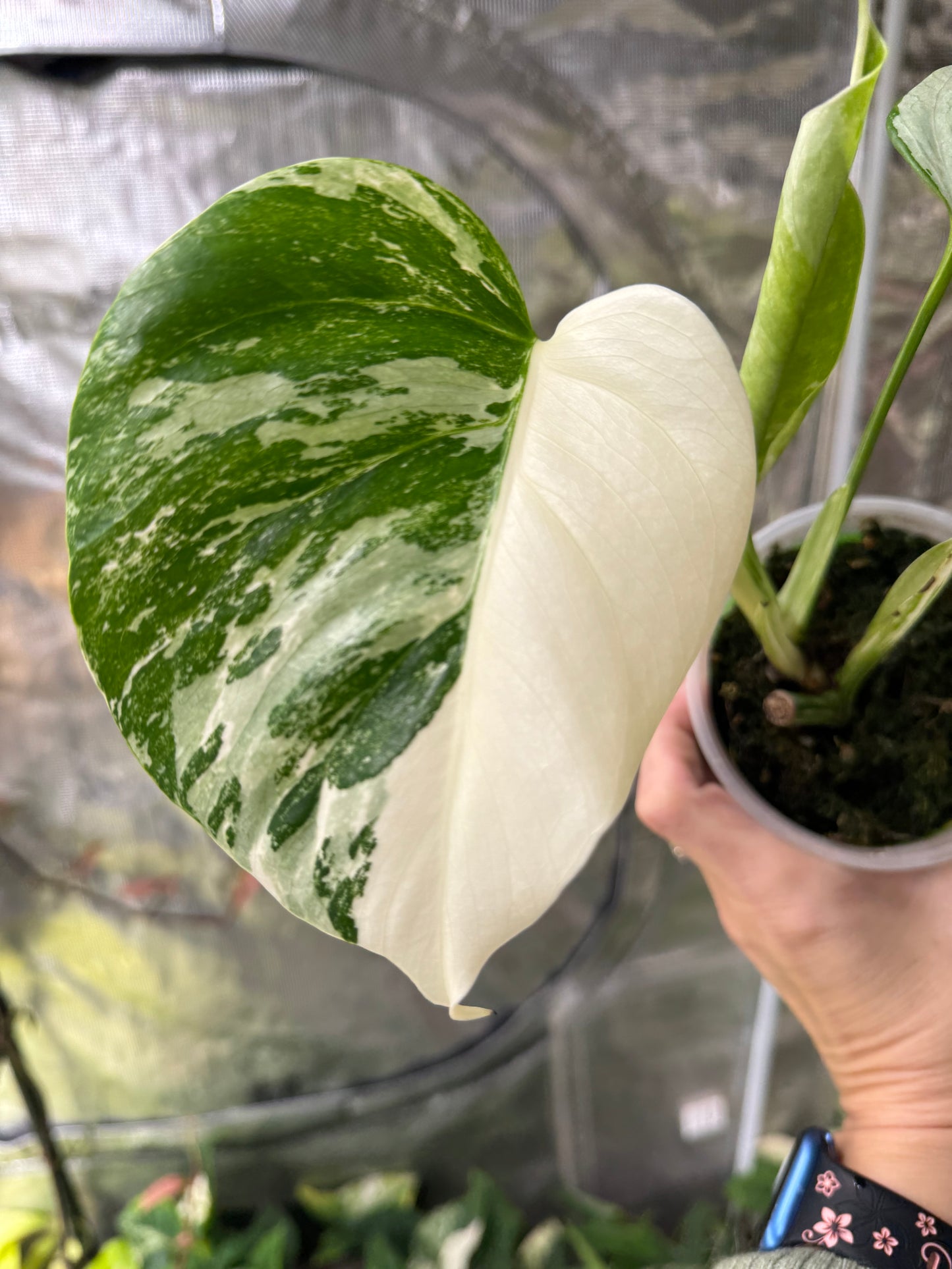 *EXACT PLANT* Monstera deliciosa "Albo”