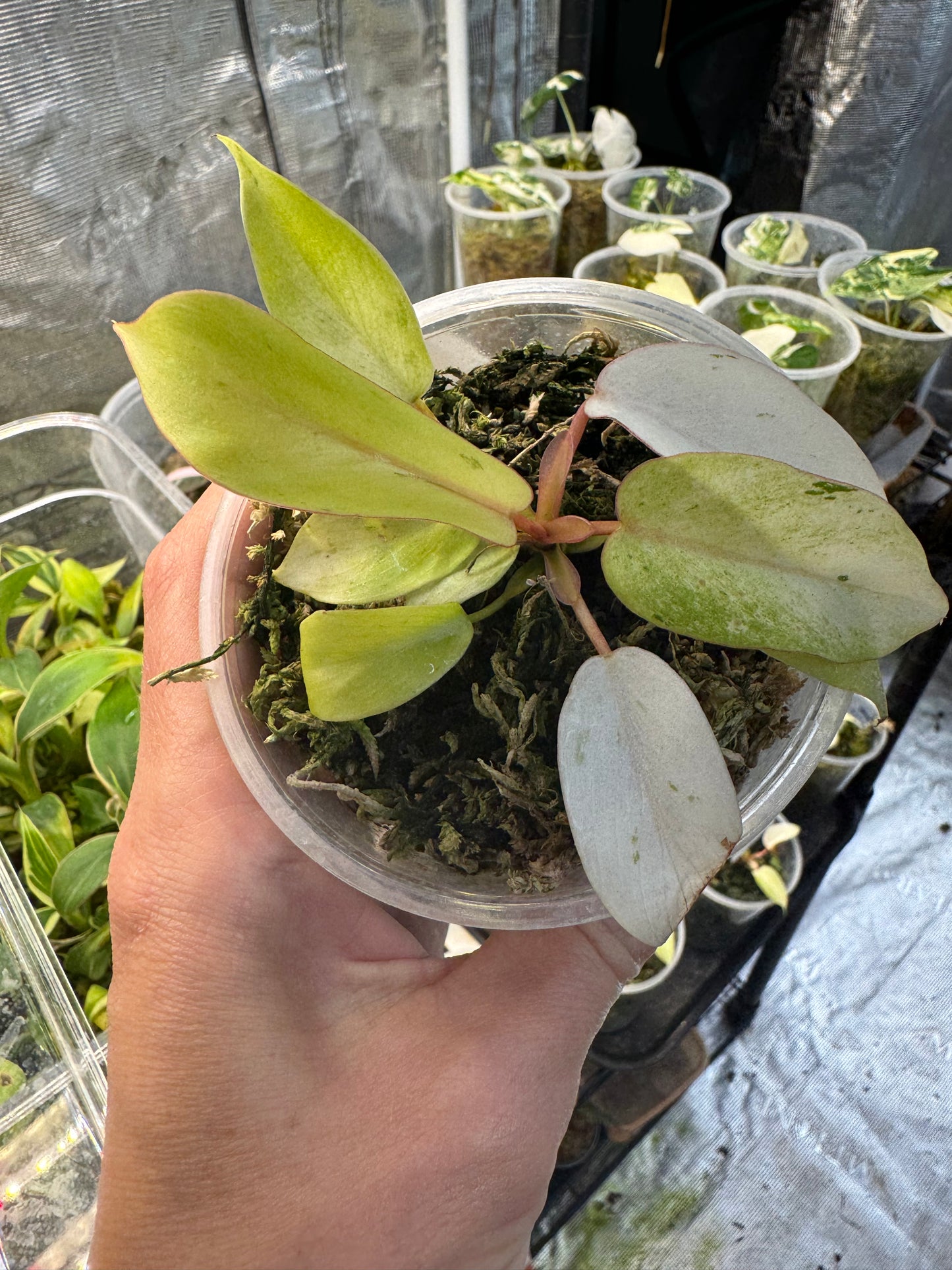 Philodendron Snowdrift Variegated