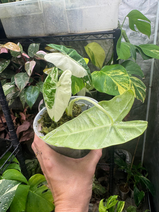 *EXACT PLANT* Variegated Frydek Alocasia Corming size