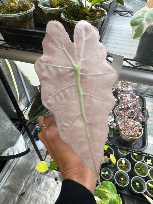 Variegated Pink Mint Amazonica Alocasia