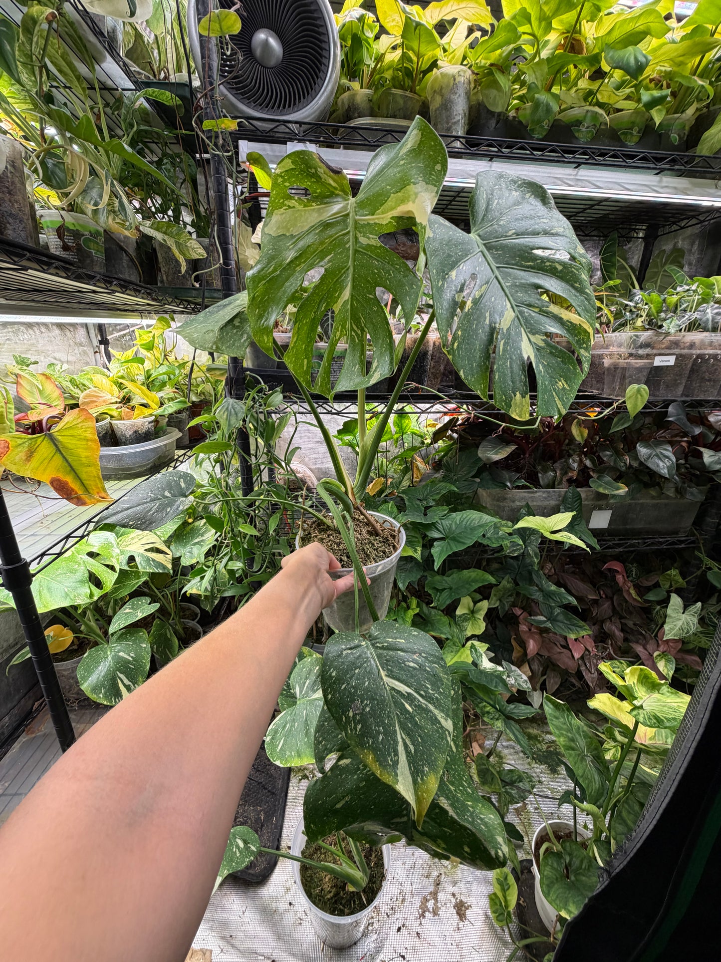 *EXACT PLANT* Monstera deliciosa "Thai Constellation”