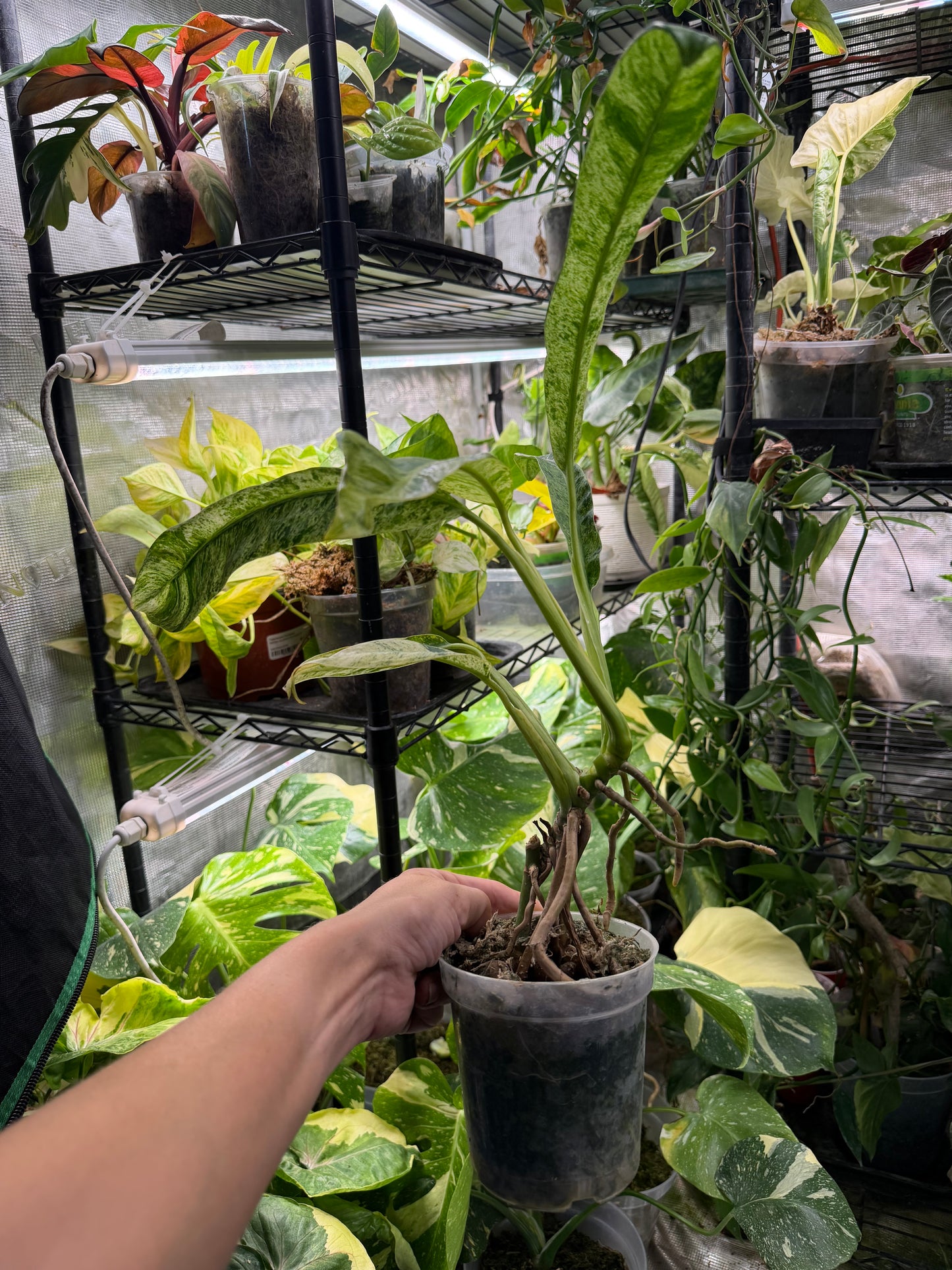 *EXACT PLANT* Epipremnum Giganteum Blizzard Marbled