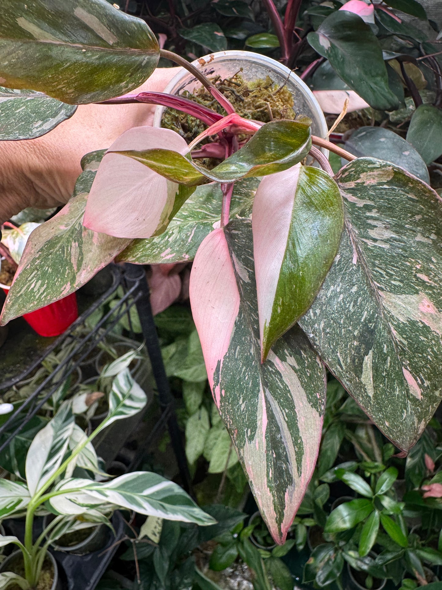 Pink Princess Philodendron MARBLED *EXACT PLANT*