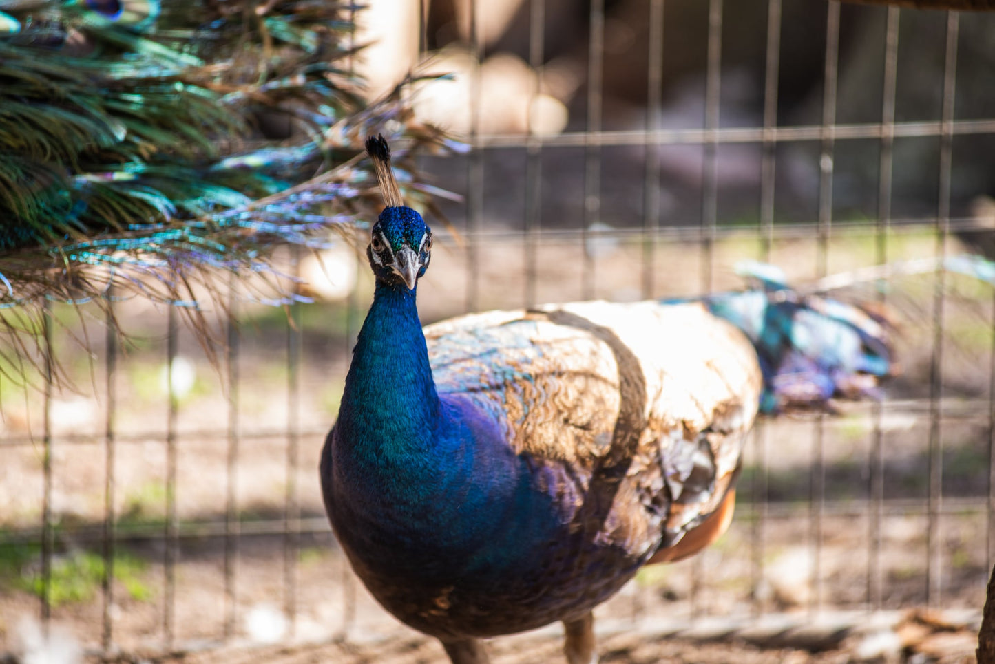 PURPLE Peafowl Hatching Eggs