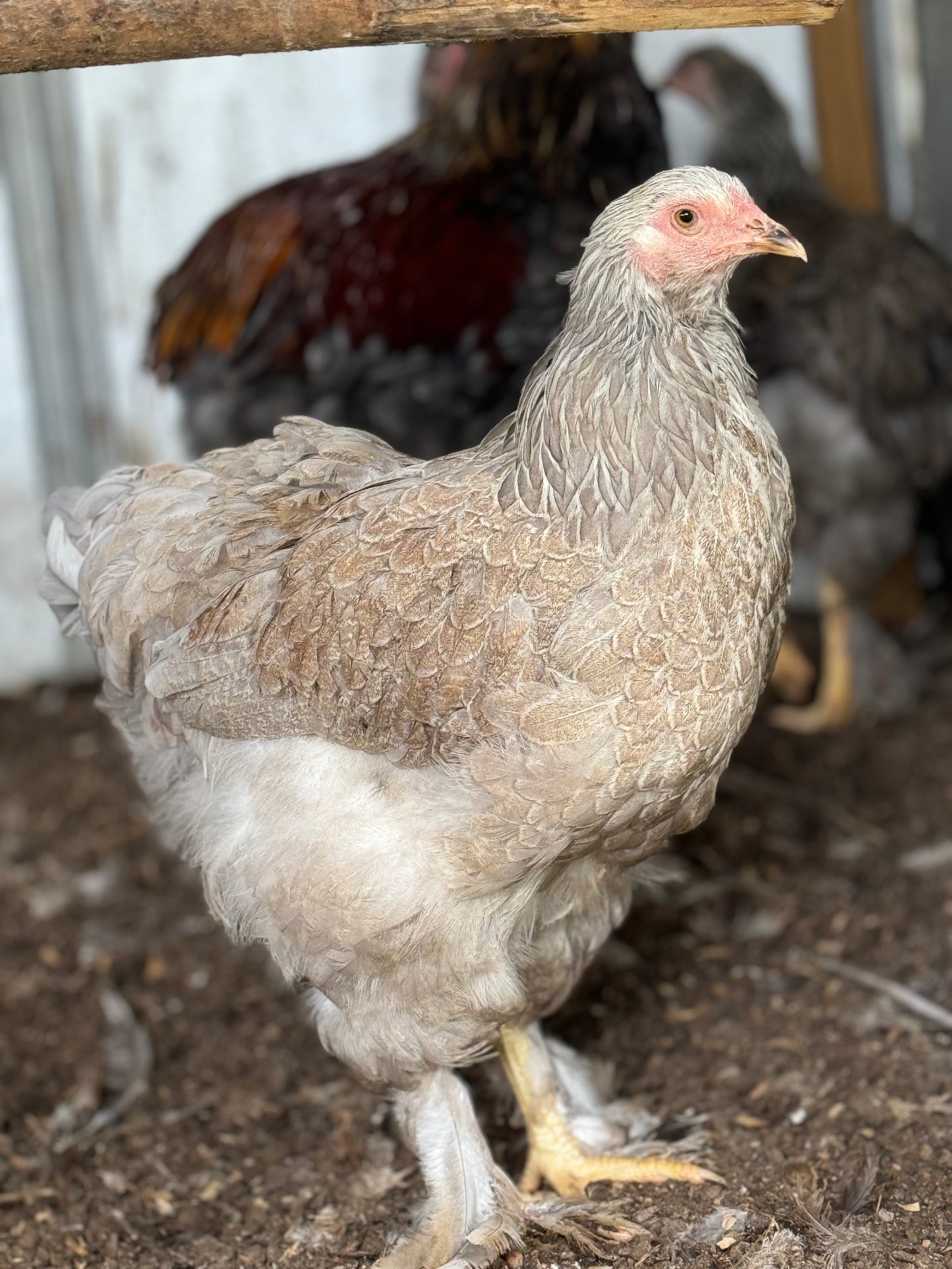 Blue/Black/Splash SILVER Partridge Brahma Hatching Eggs