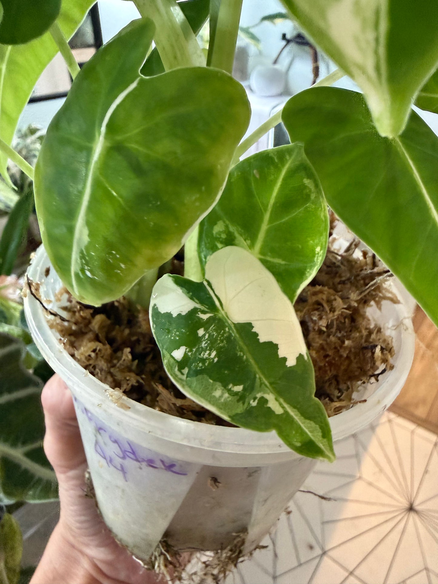 *EXACT PLANT* Variegated Frydek Alocasia Corming size