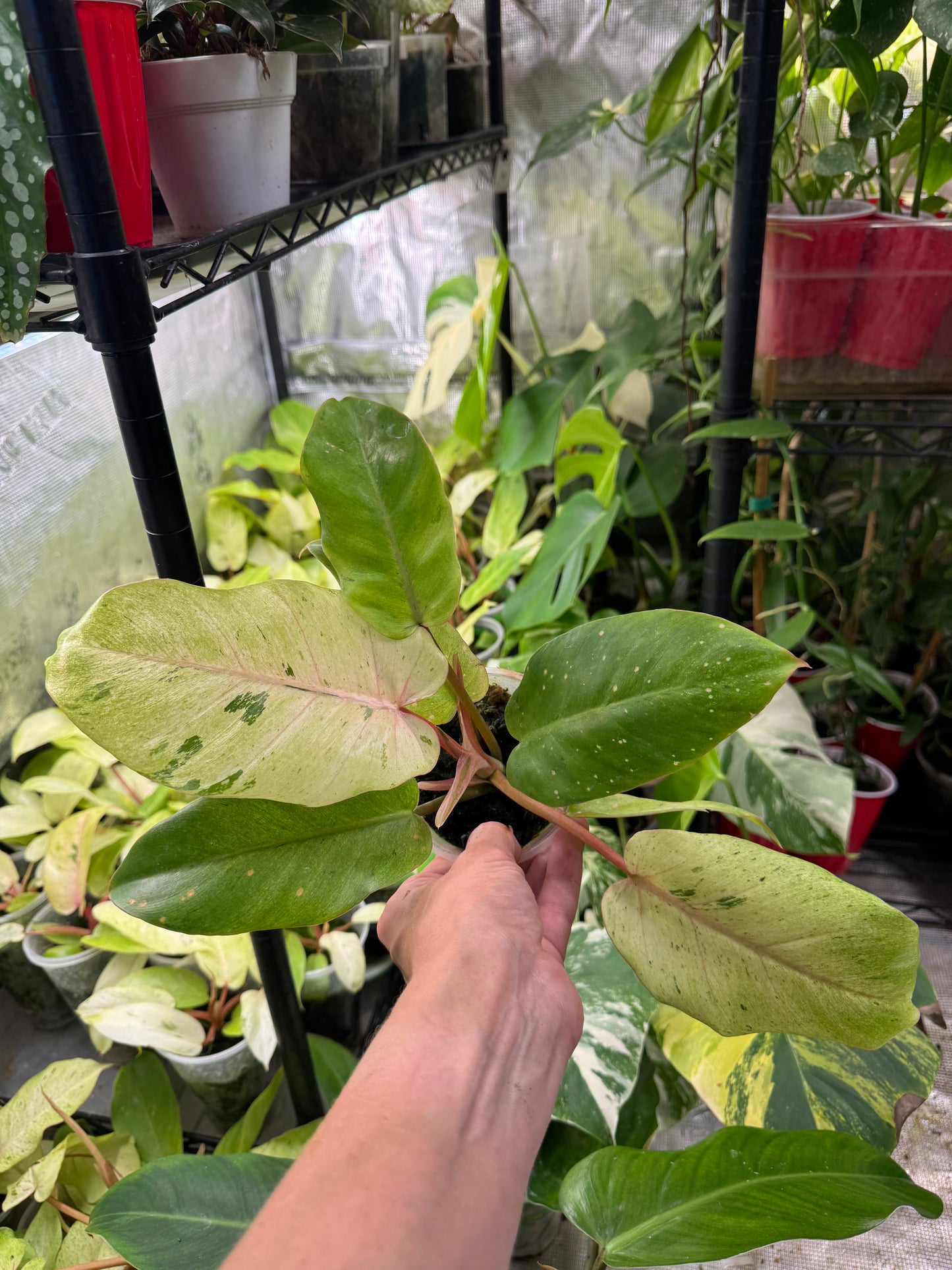 *EXACT PLANT* Philodendron Snowdrift Variegated