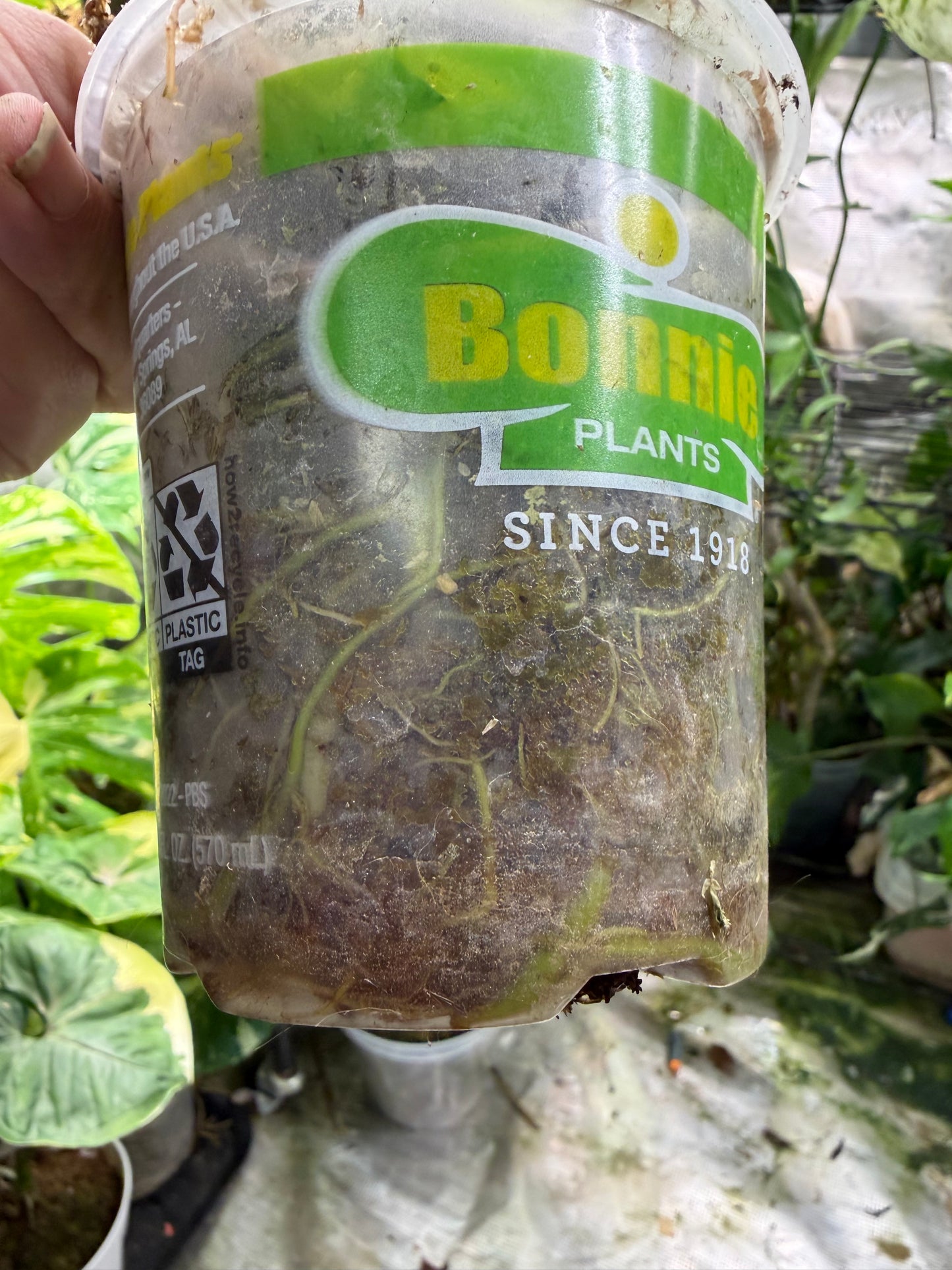 *EXACT PLANT* Epipremnum Giganteum Blizzard Marbled