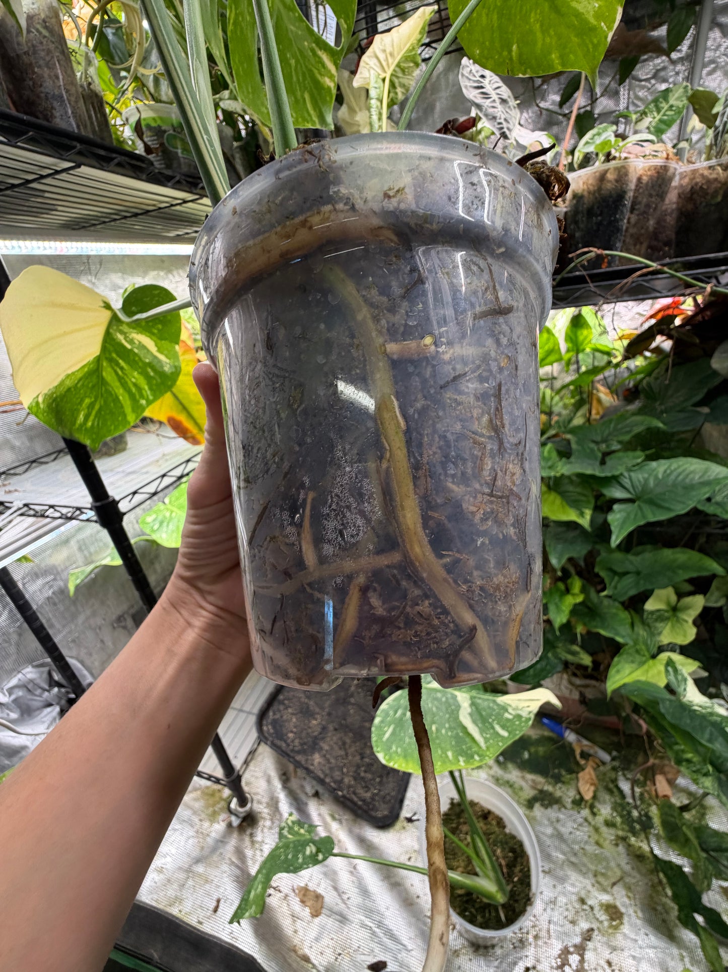 *EXACT PLANT* Monstera deliciosa "Thai Constellation”