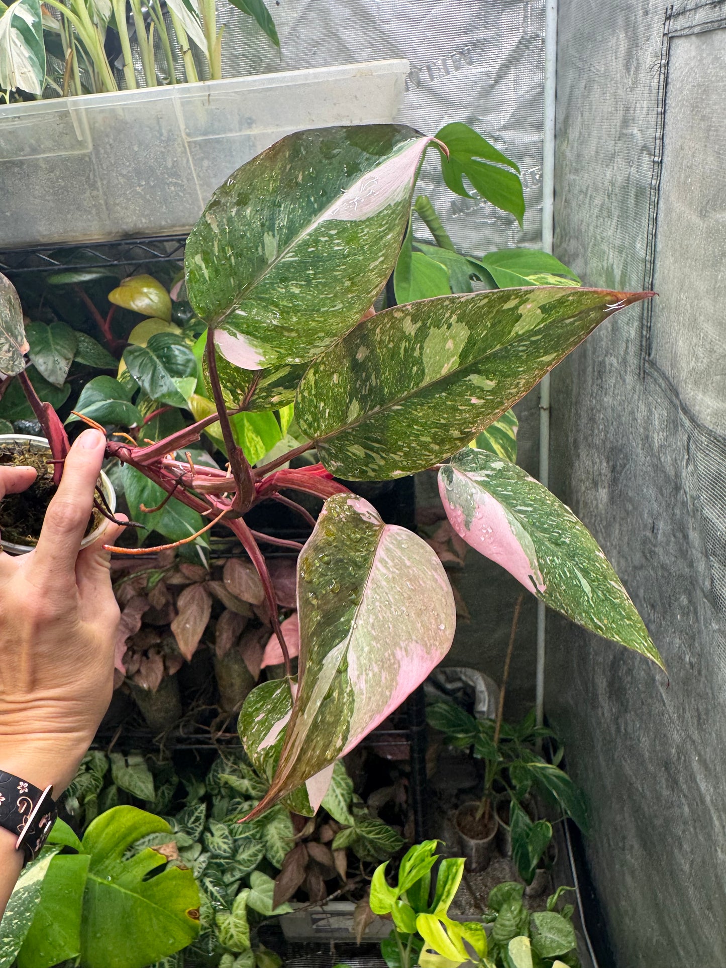 Pink Princess Philodendron MARBLED *EXACT PLANT*