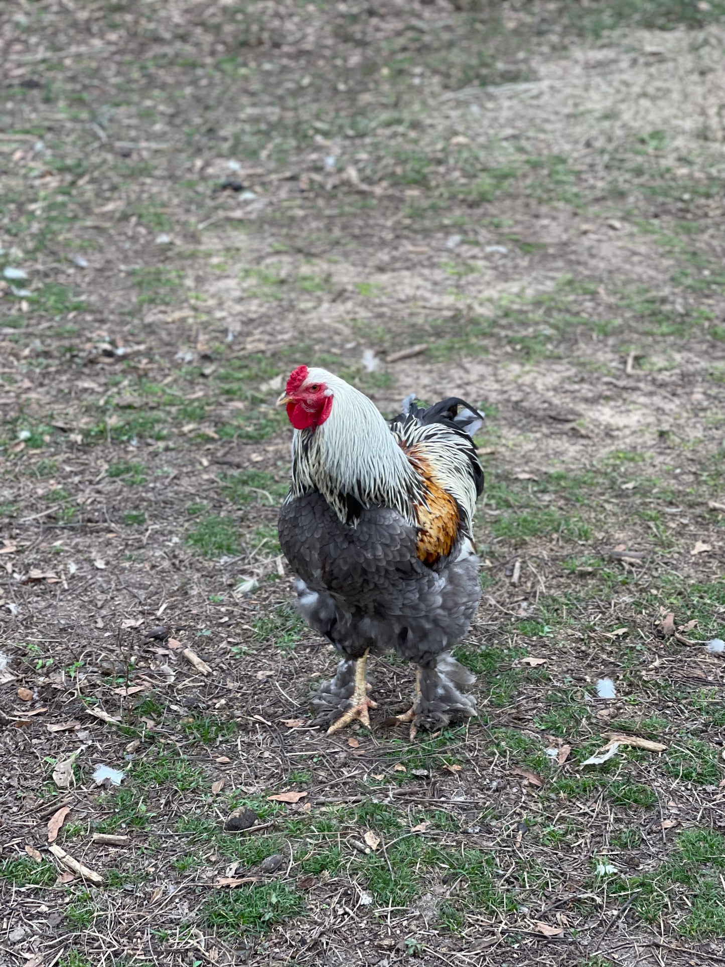 Blue/Black/Splash SILVER Partridge Brahma Hatching Eggs