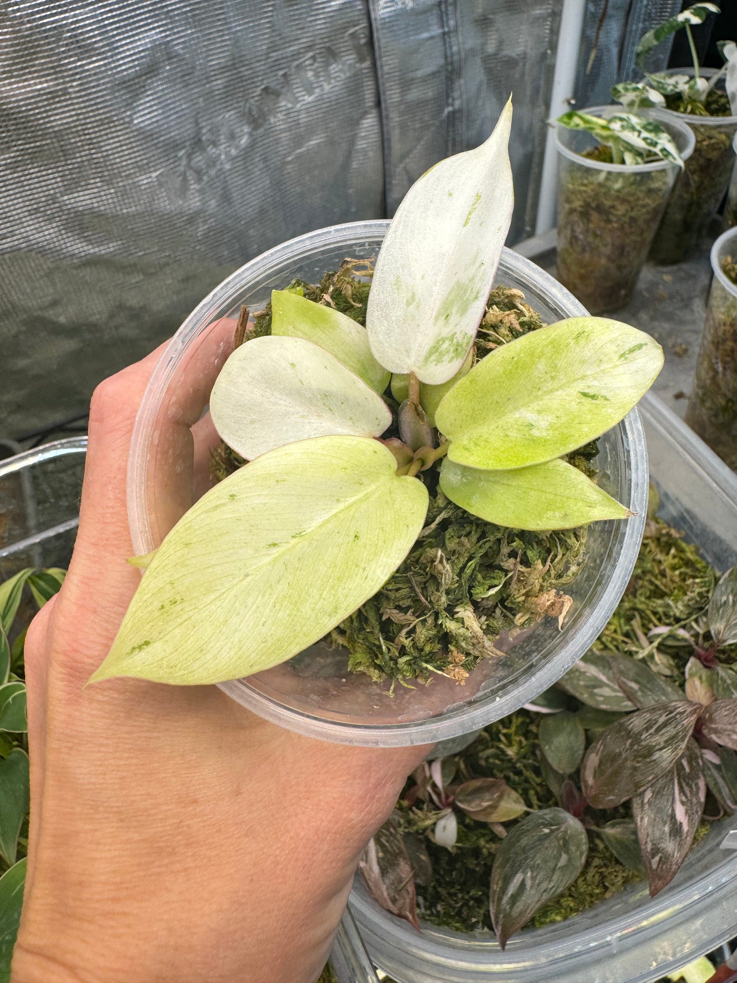 Philodendron Snowdrift Variegated