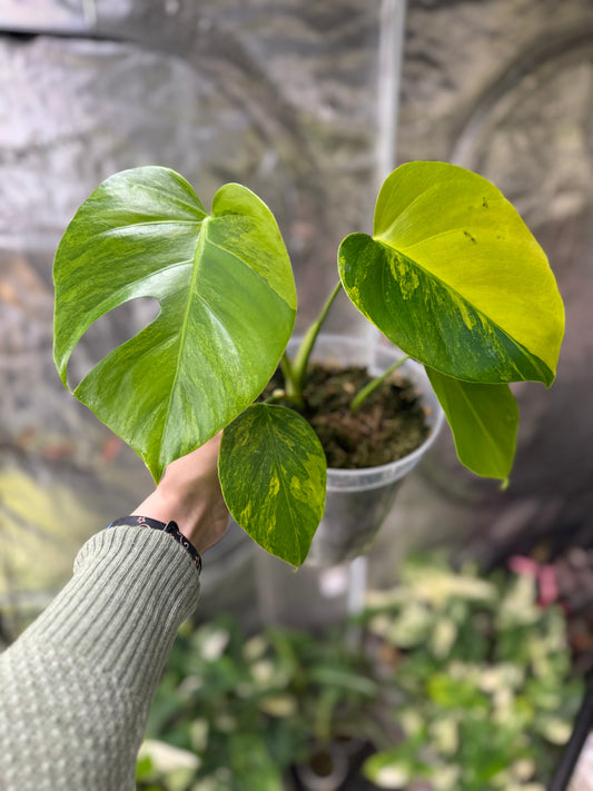 *EXACT PLANT* Monstera deliciosa "Aurea”