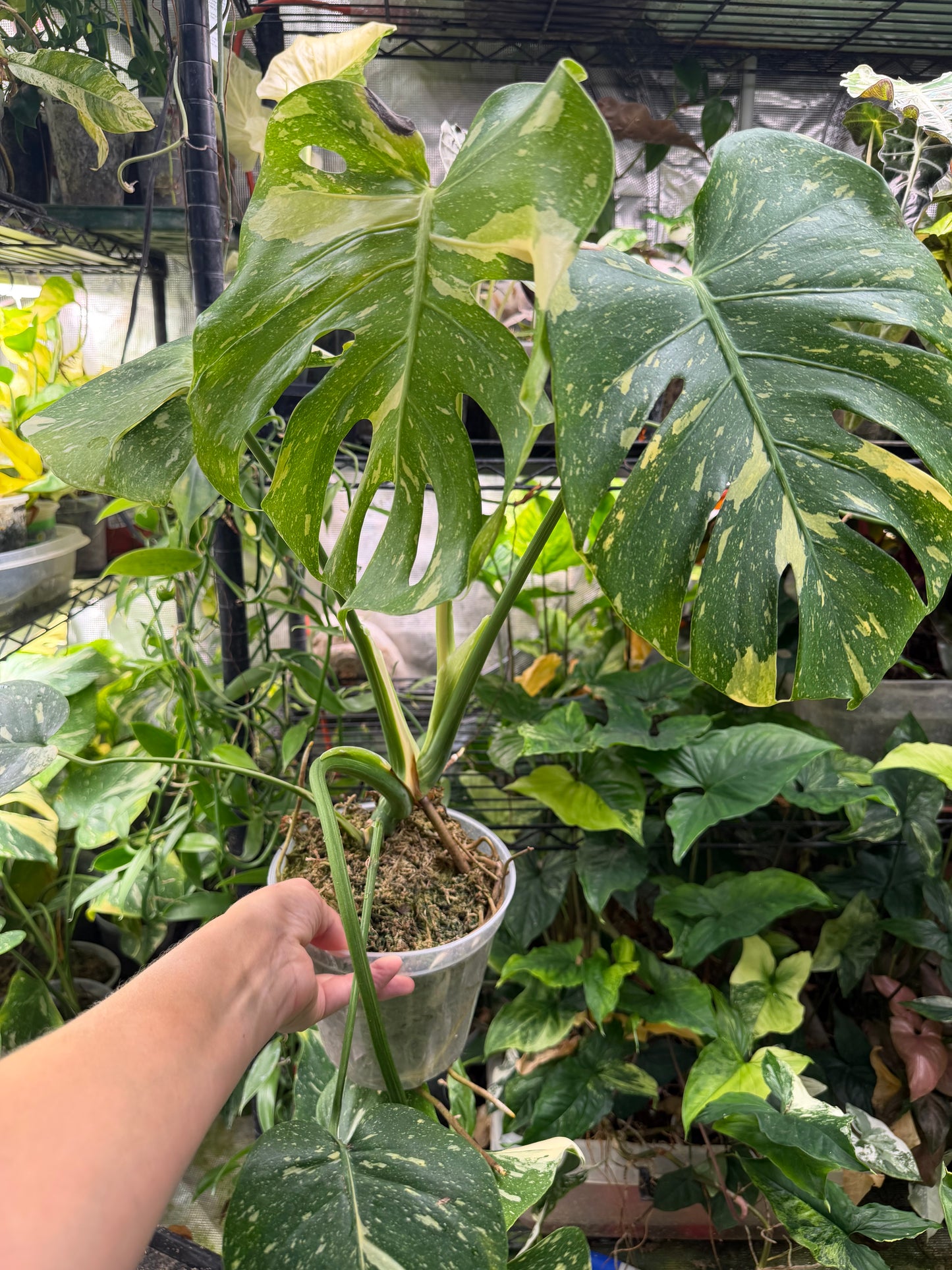 *EXACT PLANT* Monstera deliciosa "Thai Constellation”