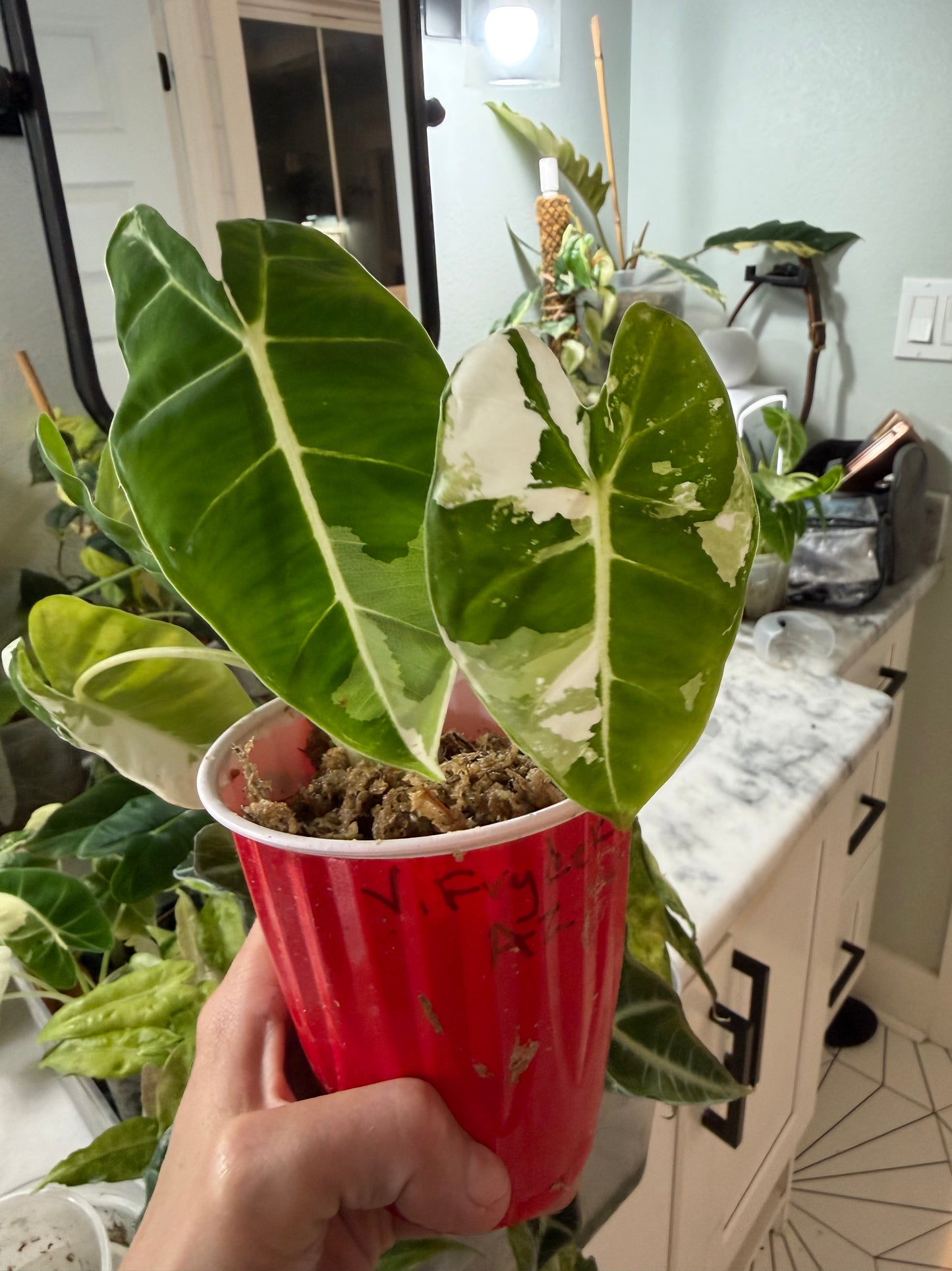 *EXACT PLANT* Variegated Frydek Alocasia Corming size