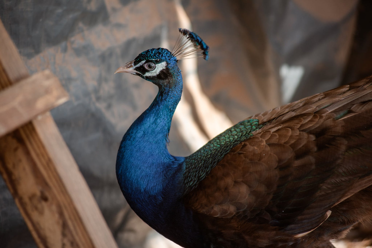 PURPLE Peafowl Hatching Eggs