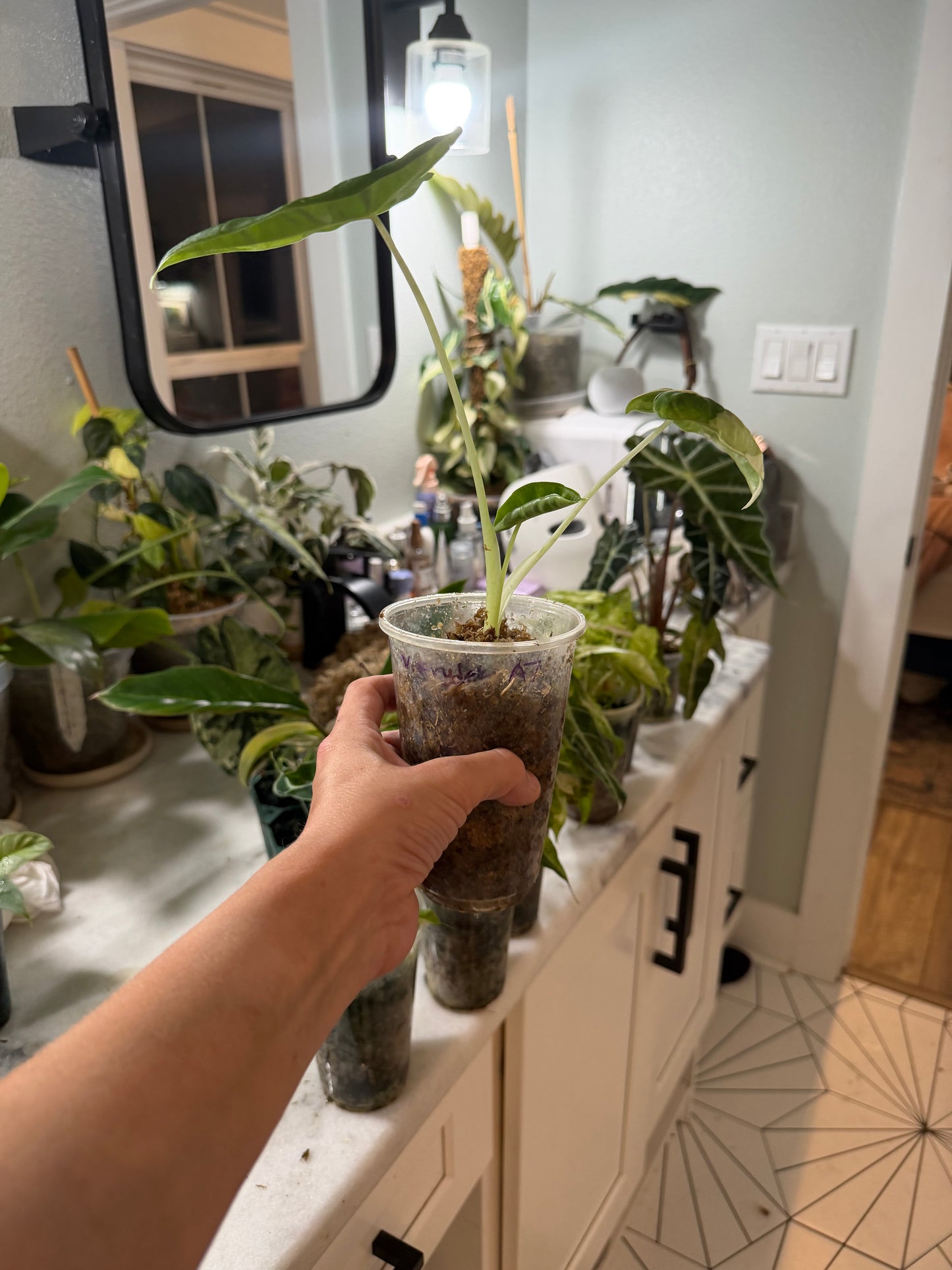 *EXACT PLANT* Variegated Frydek