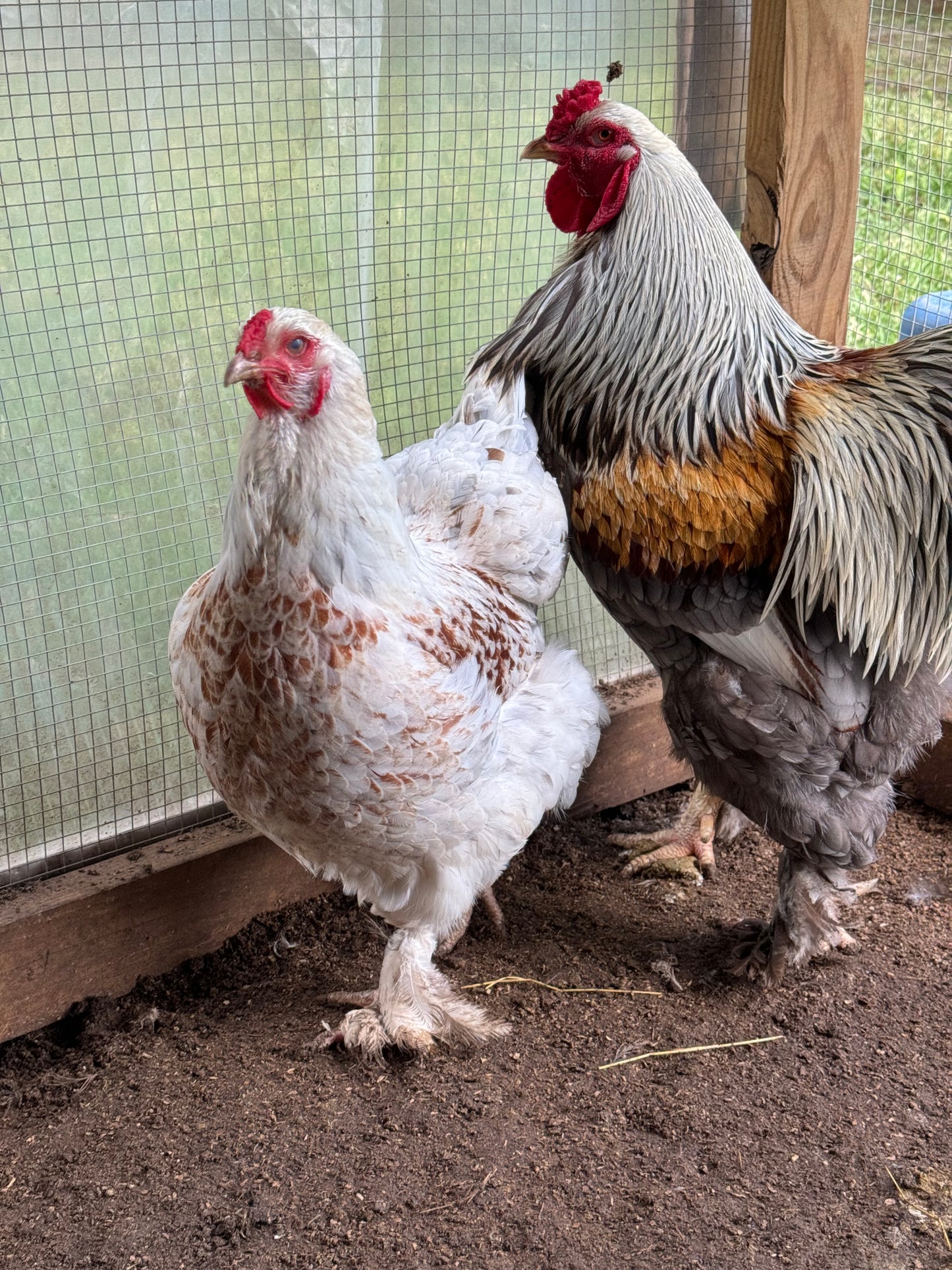 Blue/Black/Splash SILVER Partridge Brahma Hatching Eggs