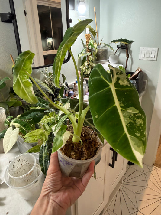 *EXACT PLANT* Variegated Frydek Alocasia Corming size