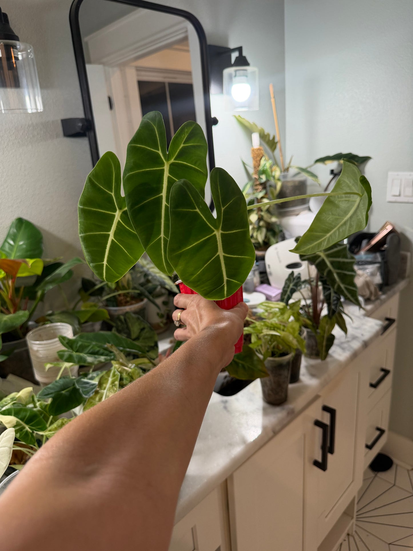 *EXACT PLANT* Frydek Alocasia Corming size