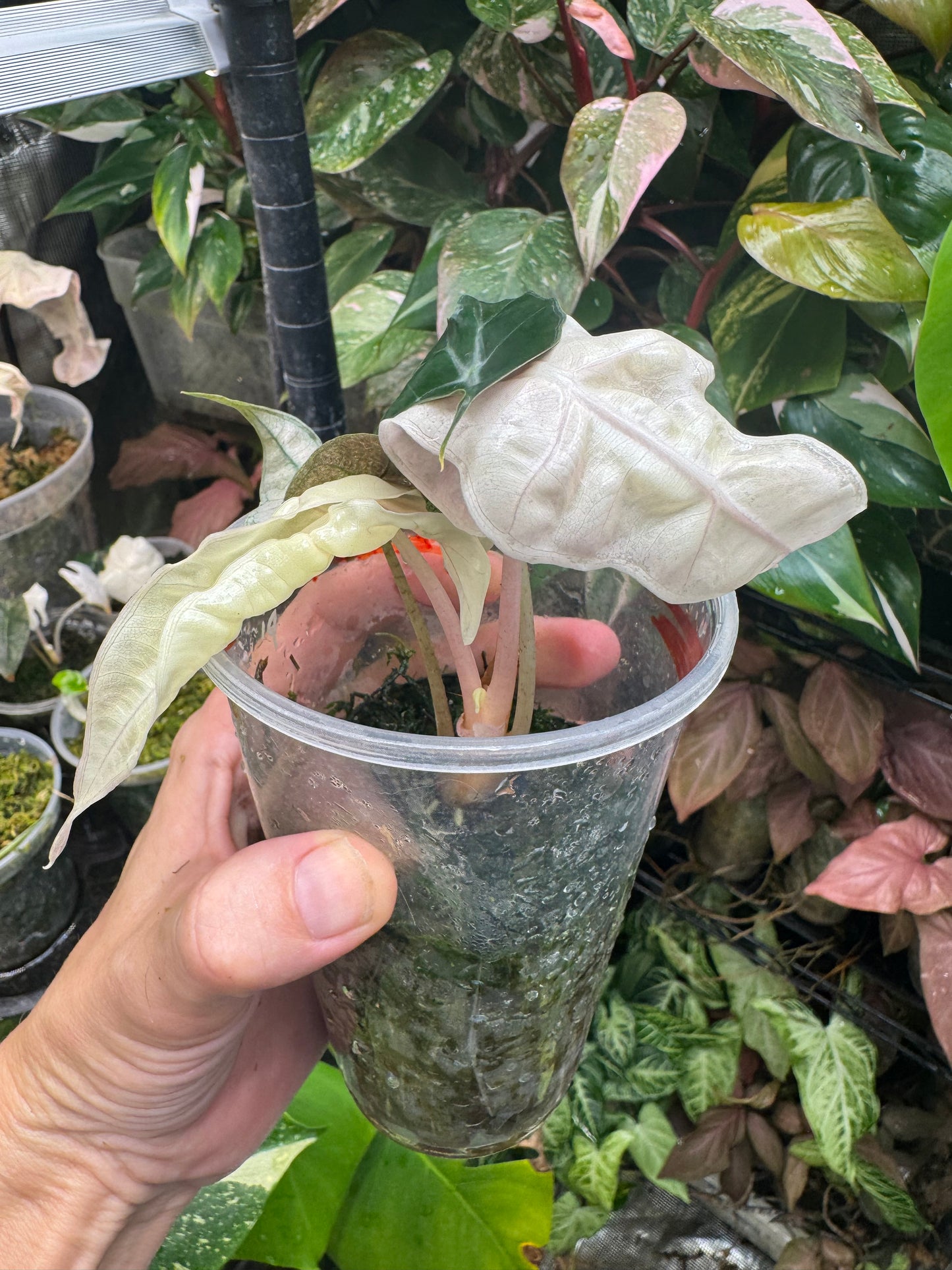 Variegated Pink Mint Amazonica “Polly” Alocasia *EXACT PLANT* corming size