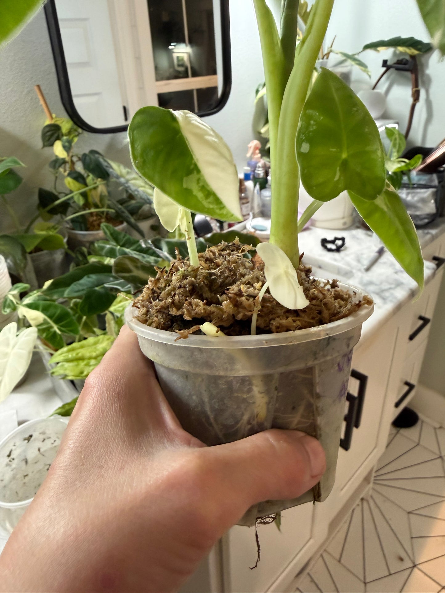 *EXACT PLANT* Variegated Frydek Alocasia Corming size