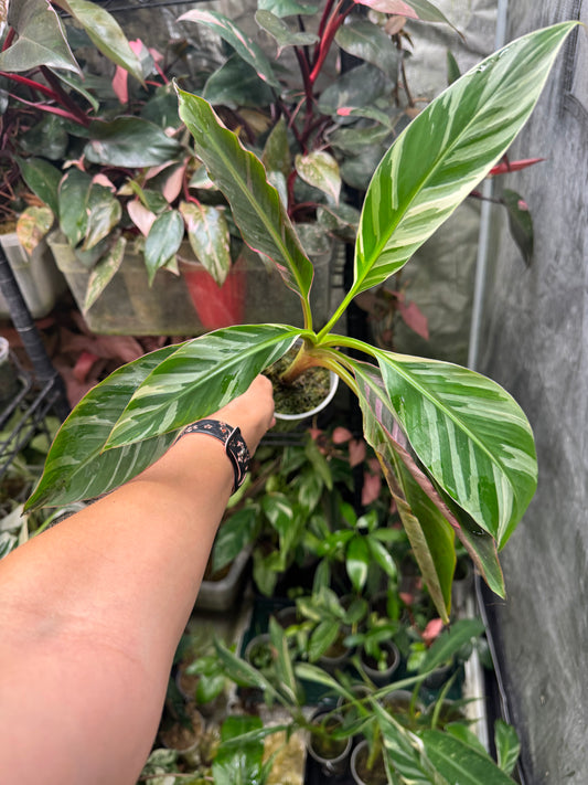*EXACT PLANT* Pink Musa NONO banana
