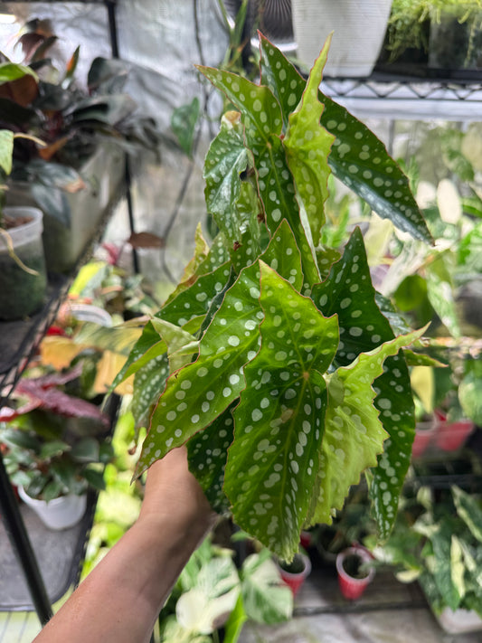 Begonia maculata “My Special Angel”