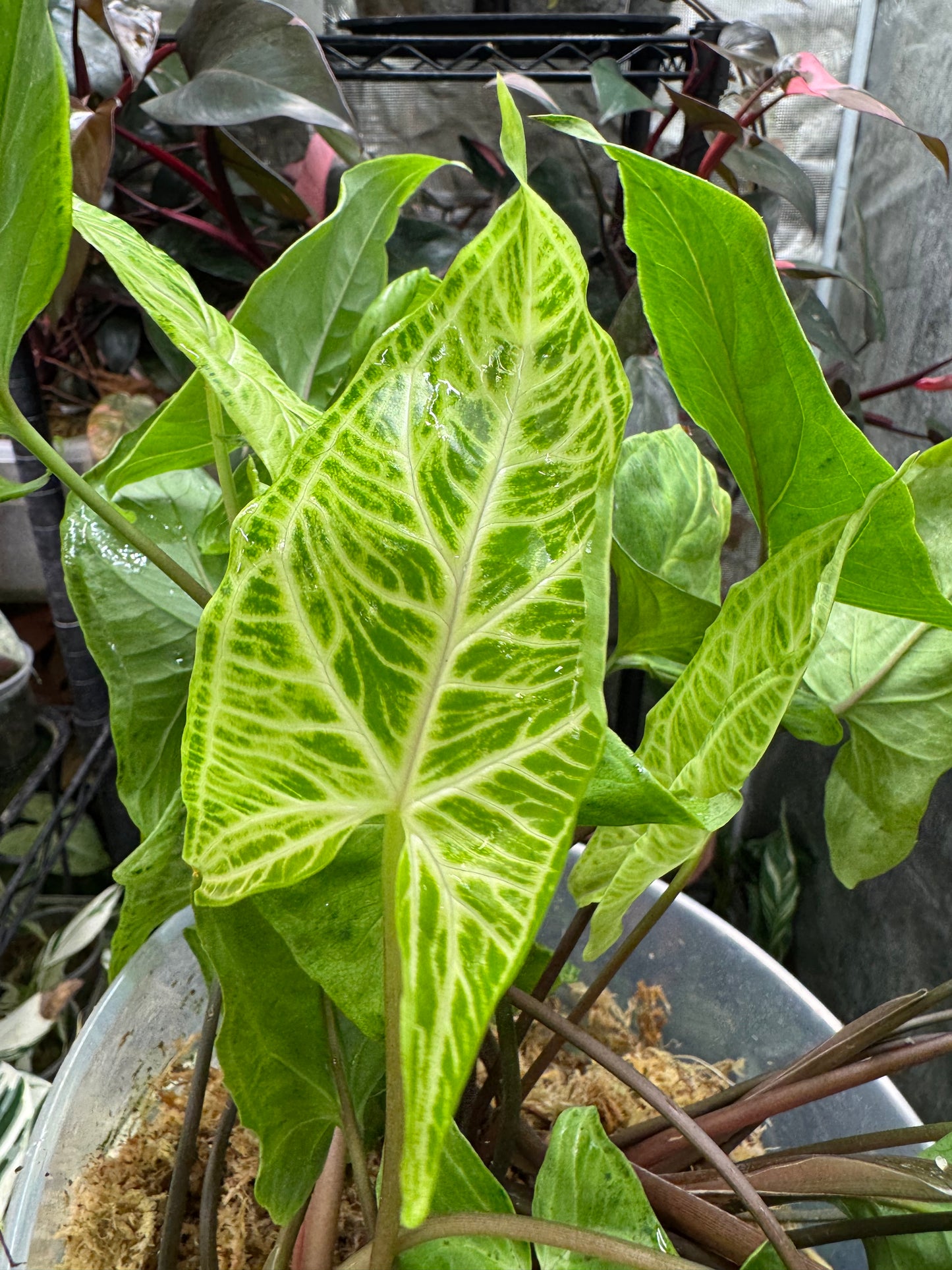 *Exact Plant* Syngonium Batik