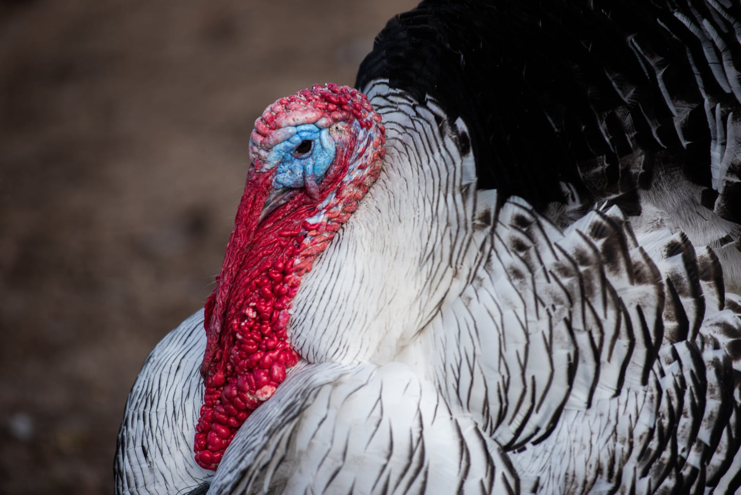 Royal Palm Heritage Turkey Hatching Eggs (with chance of recessive slate) NPIP AI