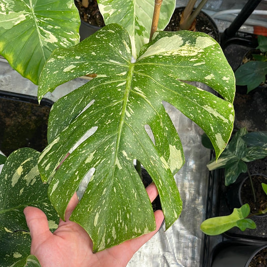 Monstera deliciosa "Thai Constellation” LARGE