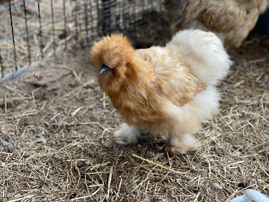 Gold Project Silkie Hatching Eggs Satin/Frizzle NPIP & AI